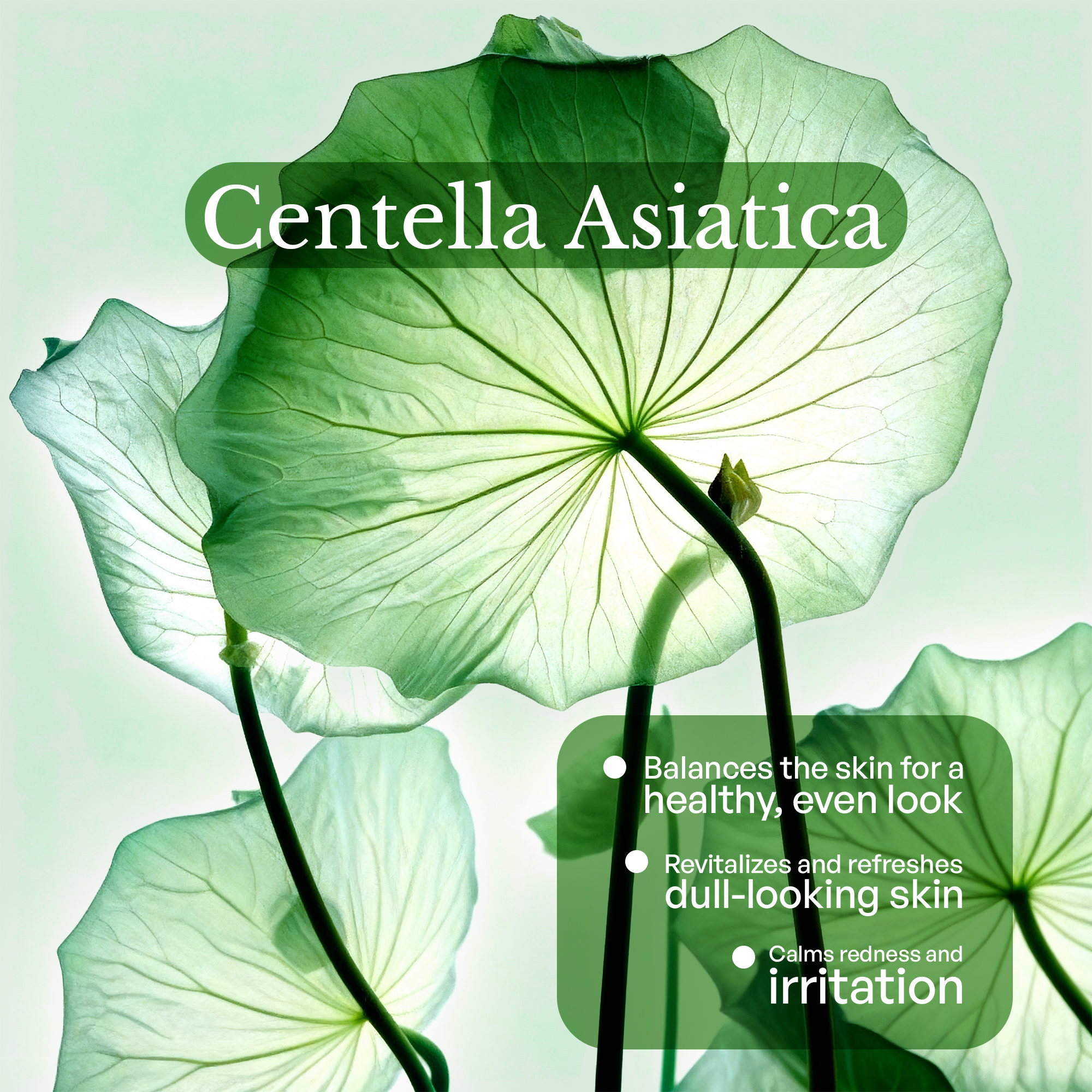 Peptide Hydration Serum