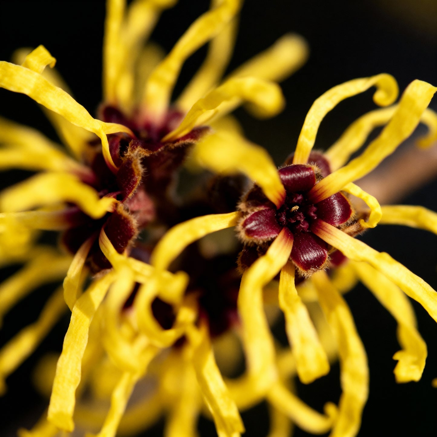 Peptide Hydration Serum