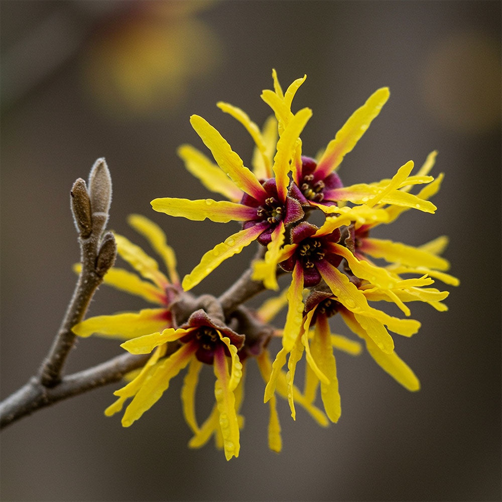 Peptide Hydration Serum